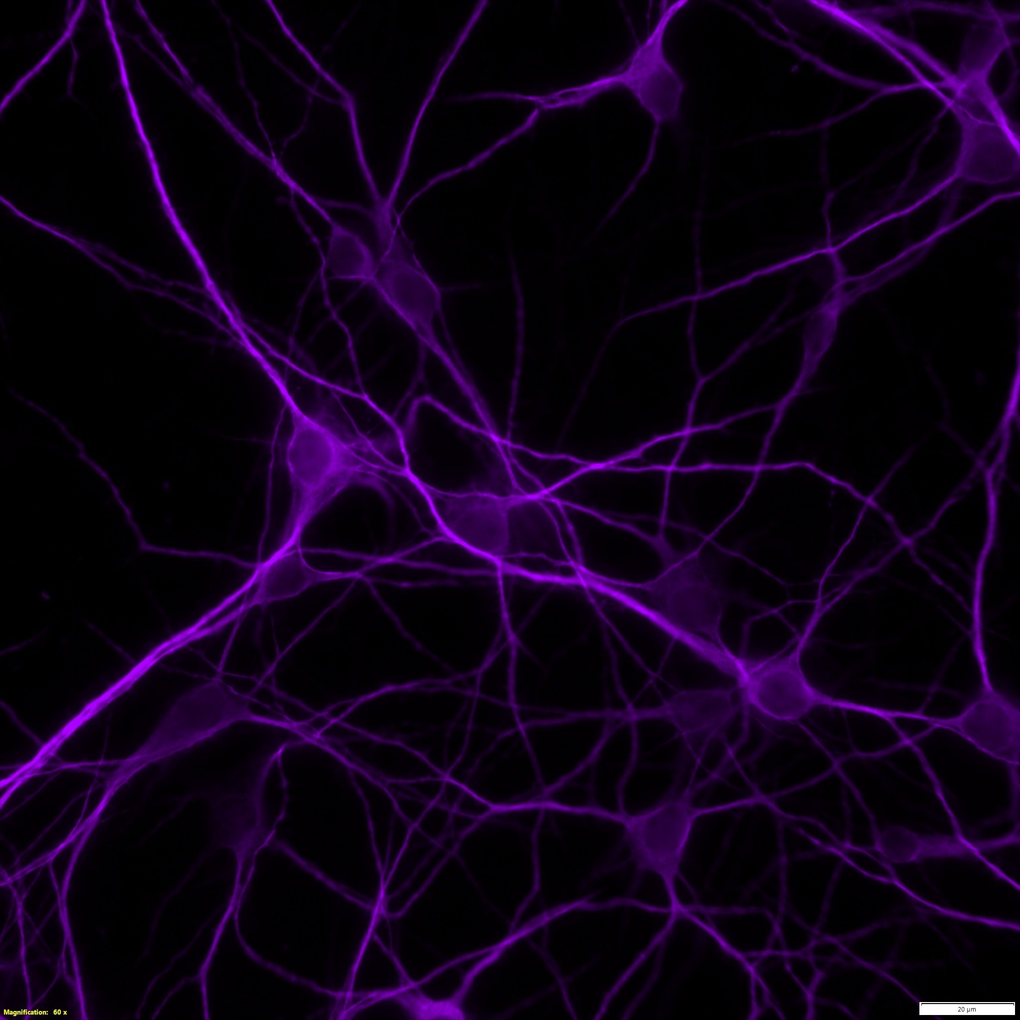Good Product from Miltenyi to Isolate Neurons Kit